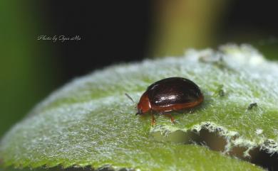 Plagiodera versicolora (Laicharting, 1781) 柳瓢金花蟲