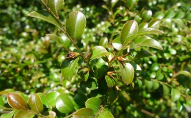 Diospyros vaccinioides Lindl. 楓港柿