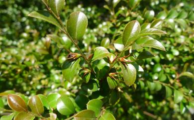 Diospyros vaccinioides 楓港柿