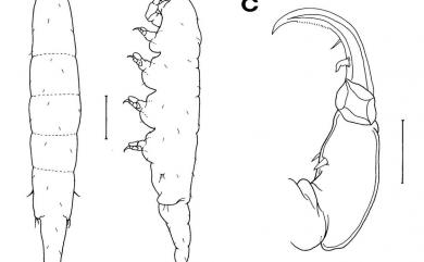 Xarifia umbonata Humes, 1985 山脊珊虱