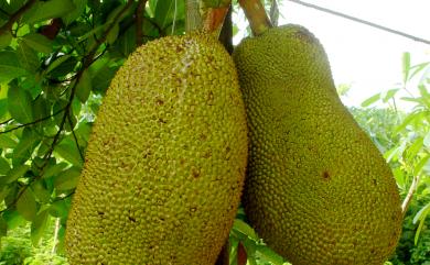 Artocarpus heterophyllus Lam. 波羅蜜