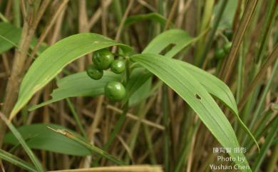 Disporum shimadai Hayata 山寶鐸花