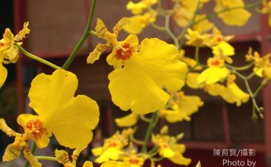 Oncidium flexuosum G.Lodd. 文心蘭