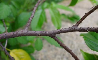 Rhamnus formosana 桶鉤藤