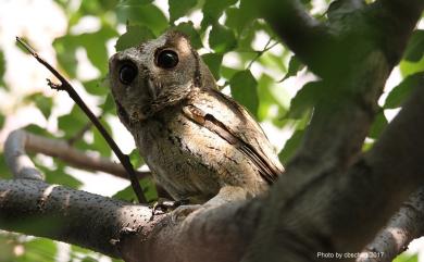 Otus lettia erythrocampe 領角鴞