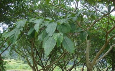 Ficus variegata var. garciae (Elmer) Corner 幹花榕