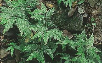 Selaginella delicatula (Desv. ex Poir.) Alston 全緣卷柏