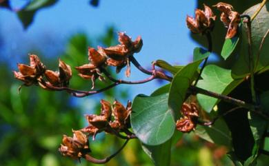 Hibiscus tiliaceus 黃槿