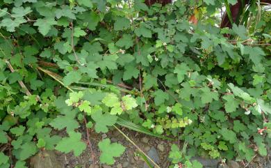 Rubus formosensis 臺灣懸鉤子