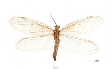 Parachauliodes nebulosus (Okamoto, 1910) 暗色準魚蛉