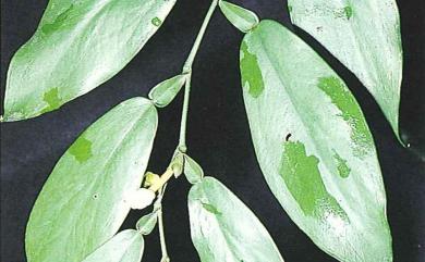 Pothos chinensis (Raf.) Merr. 柚葉藤