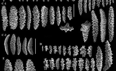 Scleronephthya gracillimum (Kükenthal, 1906) 美麗骨穗軟珊瑚