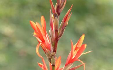 Canna indica L. 美人蕉