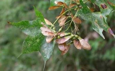 Acer serrulatum Hayata 青楓