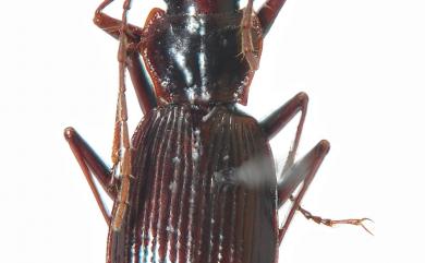 Nebria formosana Habu, 1972