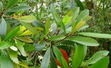 Rhaphiolepis indica var. hiiranensis 恆春石斑木