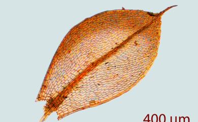 Rosulabryum capillare (Hedw.) J.R. Spence 細葉蓮苔