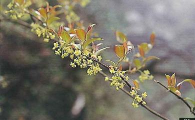 Smilax china L. 菝葜