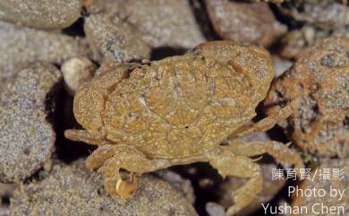 Leptodius sanguineus (H. Milne Edwards, 1834) 肉球皺蟹