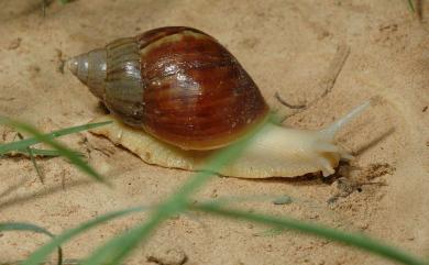 Achatina fulica Bowdich, 1822 非洲大蝸牛