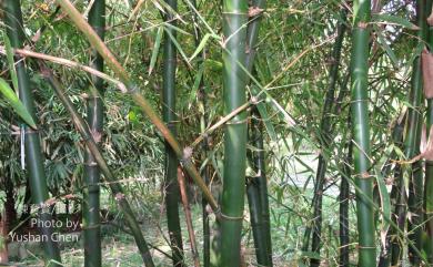 Bambusa vulgaris var. vulgaris Schard. ex J. C. Wendl., 1896 泰山竹