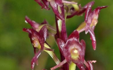 Crepidium purpureum (Lindl.) Szlach. 紫花軟葉蘭