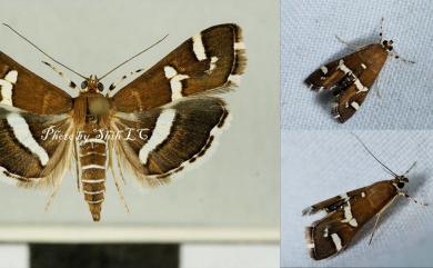 Spoladea recurvalis (Fabricius, 1775) 螟蛾