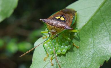 Sastragala esakii Hasegawa, 1959 伊錐同椿象