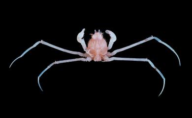 Tymolus brucei Tavares, 1991 布氏鬼蟹