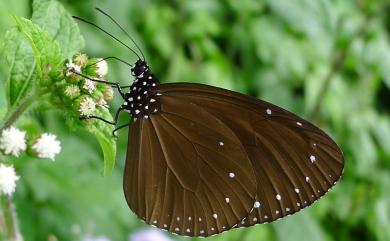 Euploea tulliolus koxinga Fruhstorfer, 1908 小紫斑蝶