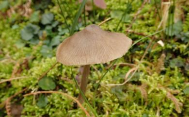 Entoloma conferendum (Britz.) Noordel. 星孢粉褶菌