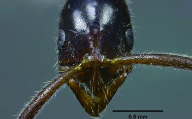 Leptogenys confucii Forel, 1912 仲尼細顎針蟻