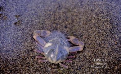 Pyrhila pisum (De Haan, 1841) 豆形拳蟹