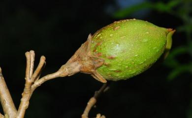 Paulownia taiwaniana 臺灣泡桐