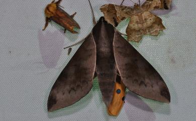 Acosmerycoides harterti (Rothschild, 1895)