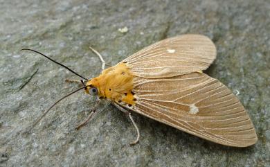 Asota caricae Fabricius, 1775 一點擬燈蛾