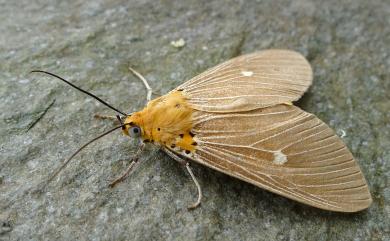 Asota caricae (Fabricius, 1775) 一點擬燈蛾