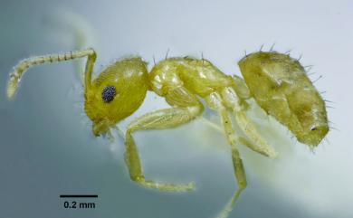 Paratrechina 黃山蟻屬