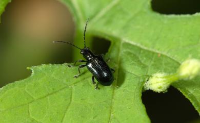 Lema cyanea Fabricius, 1789 深藍細頸金花蟲