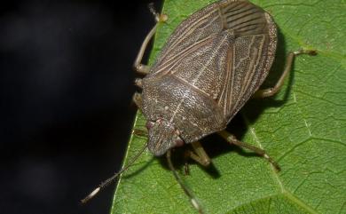 Caystrus obscurus Distant, 1901 棕椿象