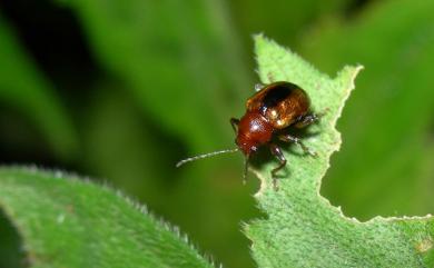 Basilepta varians Chujo, 1956 脈翅溝腳猿金花蟲