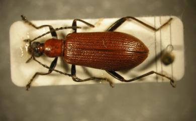 Anisostira rugipennis (Lewis, 1896) 怪腳擬金花蟲