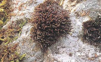 Andreaea rupestris var. fauriei (Besch.) Takaki, 1954 歐黑苔東亞變種