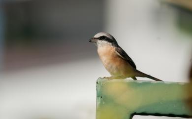Lanius cristatus lucionensis Linnaeus, 1766 紅尾伯勞