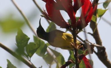 Cinnyris jugularis rhizophorae (Swinhoe, 1869) 黃腹花蜜鳥