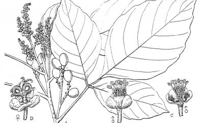 Allophylus timorensis (DC.)Blume 止宮樹