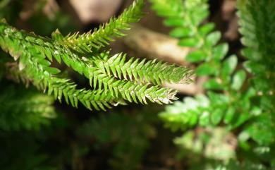 Selaginella boninensis Baker 小笠原卷柏