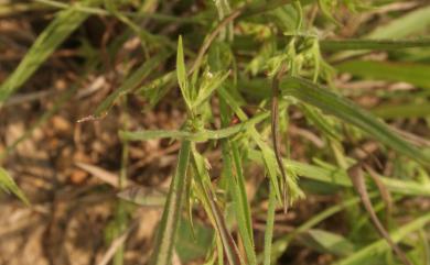 Scleria rugosa R.Br. 皺果珍珠茅