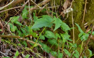 Maianthemum formosanum (Hayata) LaFrankie 鹿藥