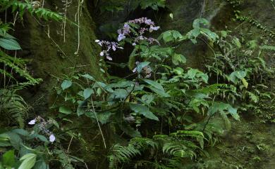 Hydrangea densifolia (C.F.Wei) Y.De Smet & C.Granados 臺灣草紫陽花